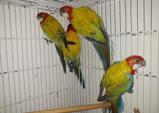 Rosella Lutino