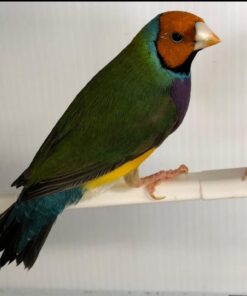 Green Back Lady Gouldian Finch
