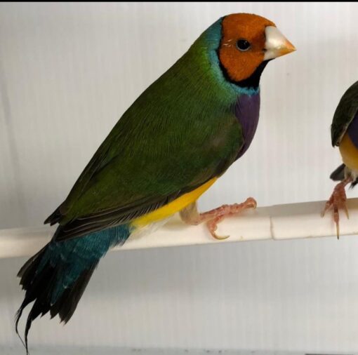 Green Back Lady Gouldian Finch