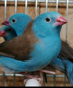 Blue-capped cordon-bleu