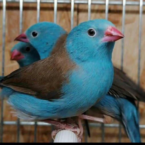 Blue-capped cordon-bleu