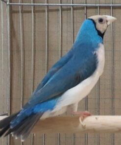 Lady Gouldian - Blue Back
