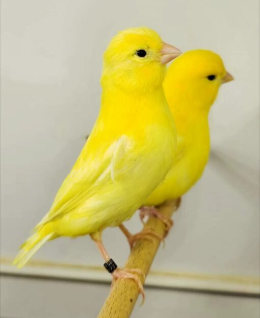 Canary - Yellow