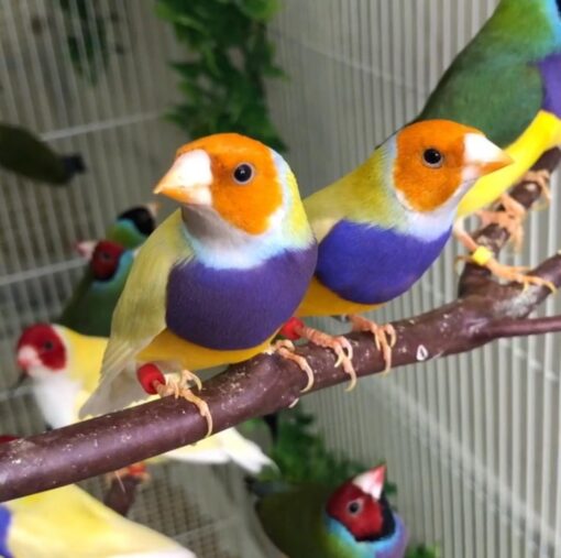 Lady Gouldian - Yellow Back