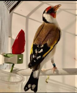 European Goldfinch