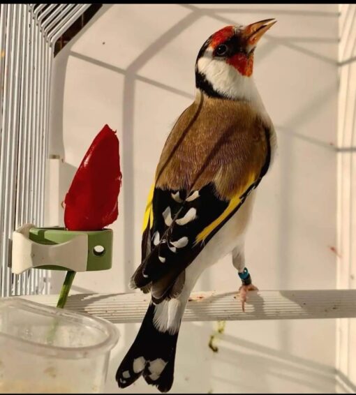 European Goldfinch