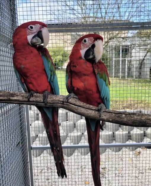 Green-winged Macaws