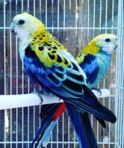 Rosella Crimson Blue