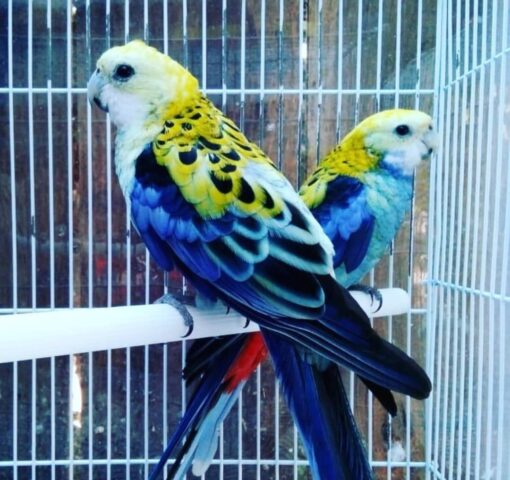 Rosella Crimson Blue