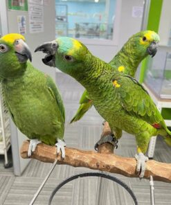 Bently & Betty- Yellow head Amazon parrots pair