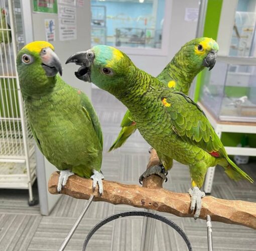 Bently & Betty- Yellow head Amazon parrots pair