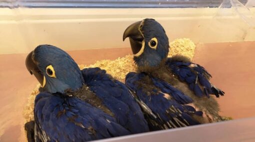 2 Baby Hyacinth Macaw parrots