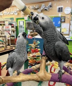 African Grey parrot