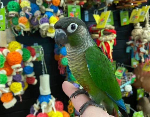 Green-Cheeked Conure - Handfed