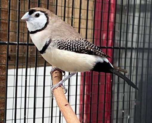 Owl Finch
