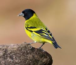 Black Hooded Siskin