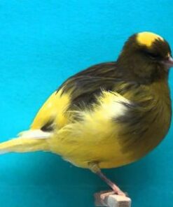 Canary - Border - Yellow/Variegated