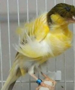 Canary - Fiorino Frill - Plainhead