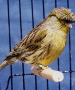Canary - German Crest