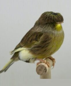 Canary - Gloster
