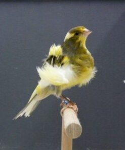Canary - North Dutch Frill