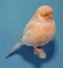 Canary - Norwich