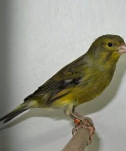 Canary - Timbrado - Crested/Plainhead