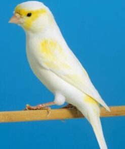 Canary - Yellow Mosaic