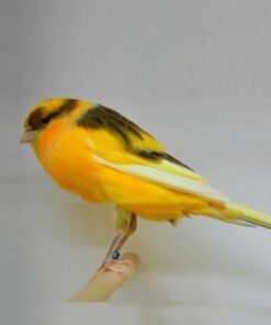 Canary - Yorkshire