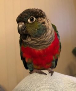 Coby – Crimson Bellied Conure