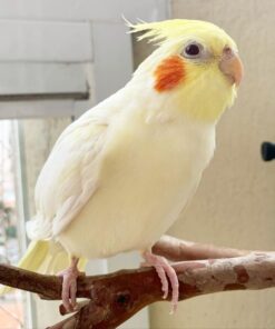 Cockatiel