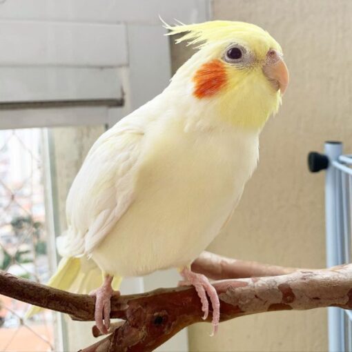 Cockatiel