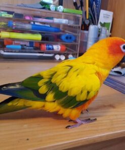Emma – Sun Conure