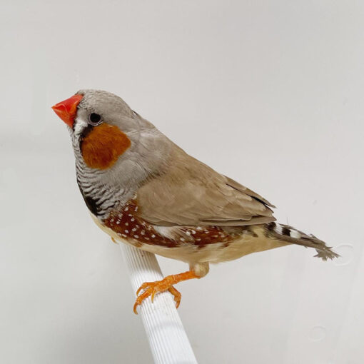 English Zebra Finch