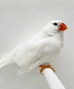 English Zebra Finch White