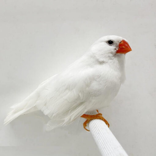 English Zebra Finch White