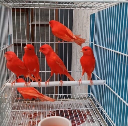 Canary - Red Factor