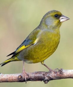 Finch European Green