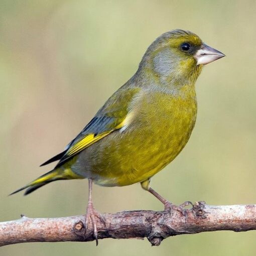 Finch European Green