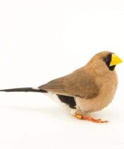 Finch Masked Grass