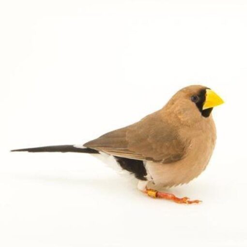 Finch Masked Grass