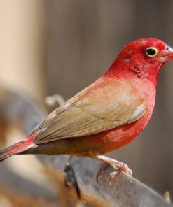 Fire Red Billed Finch