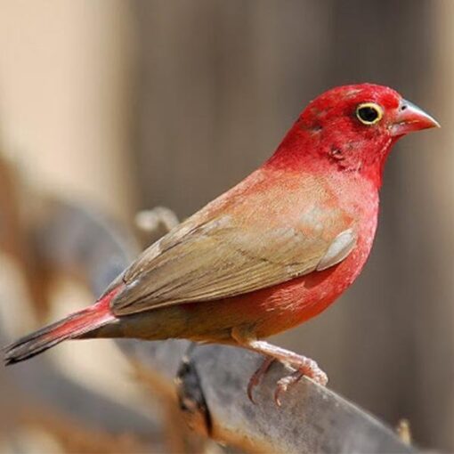 Fire Red Billed Finch