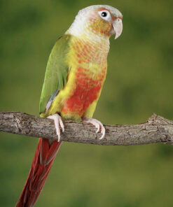 Conure Pineapple - Handfed