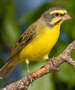 Green Singer Finch