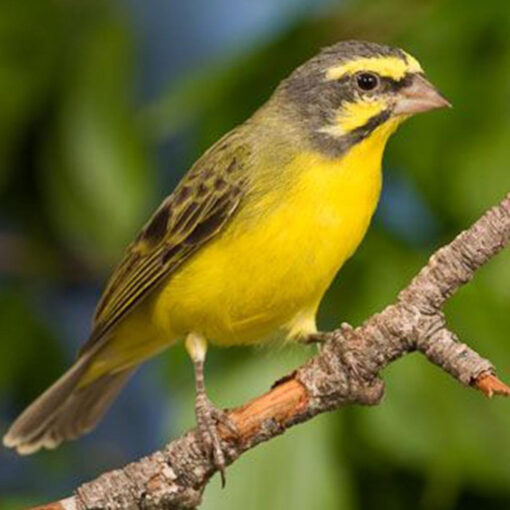 Green Singer Finch
