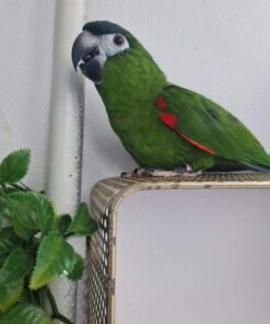 Jasper- Hahn's Macaw Parrot