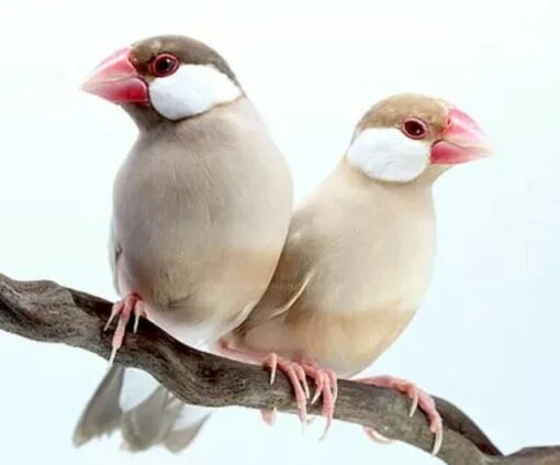 Java Finch Sparrow Fawn