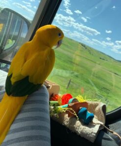 Logan – Golden Conure