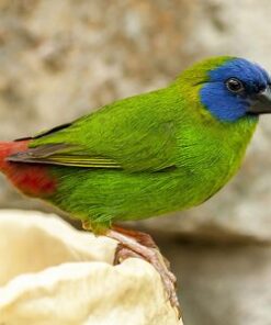 Parrot Finch - Blue Face
